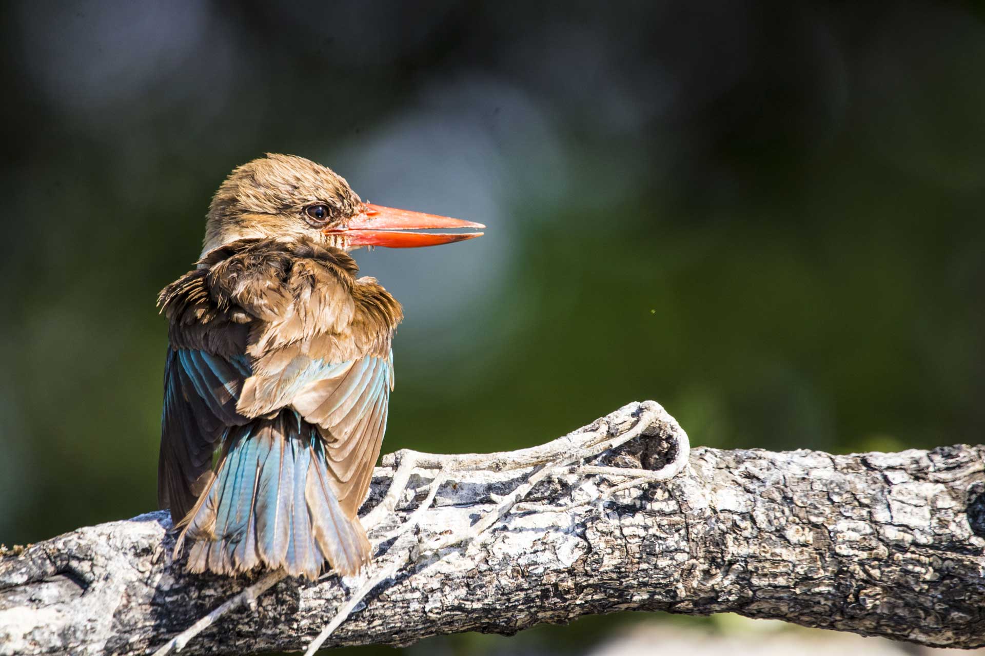 Kingfisher, Authentic Botswana Tours
