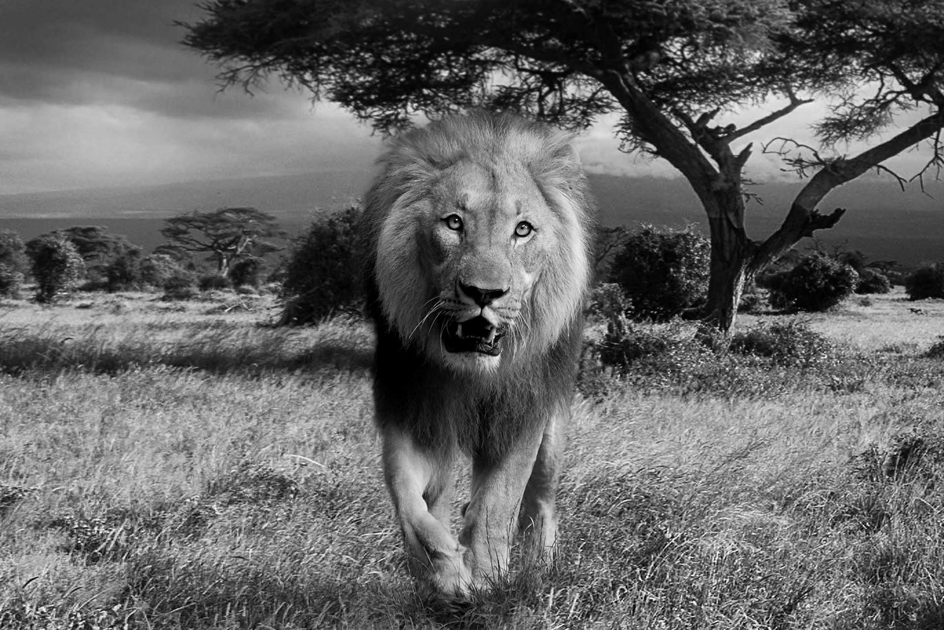 Lion at Moremi Game Reserve, Authentic Botswana Tours